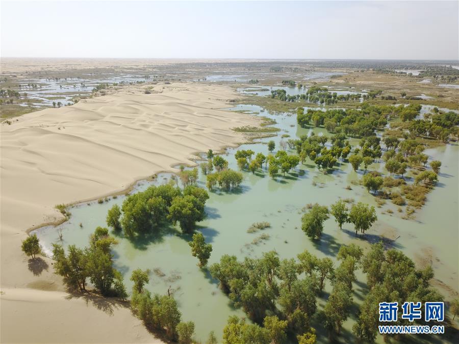 干涸30年河道来水了新疆塔河治理迎来新的春天