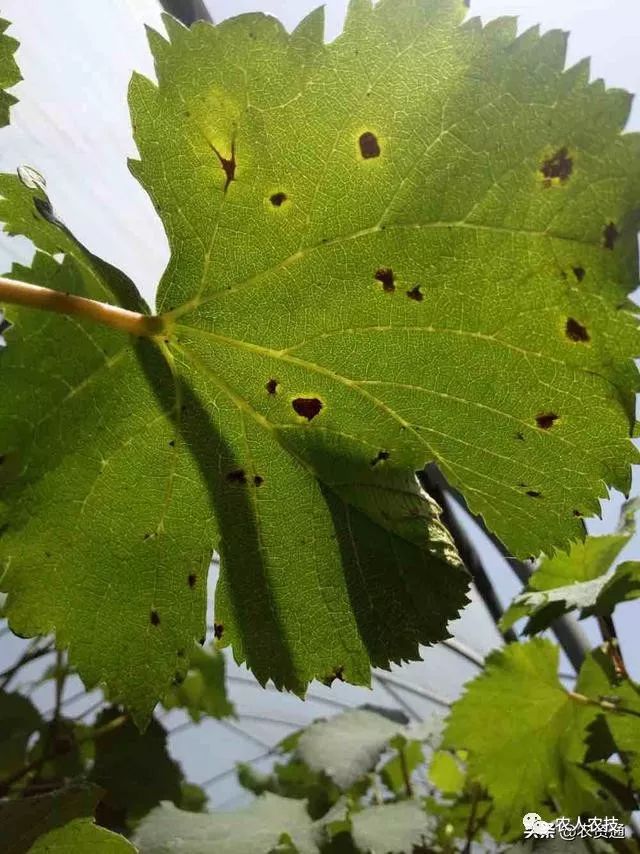 今年高温多雨,葡萄褐斑病提前爆发,注意早防早治