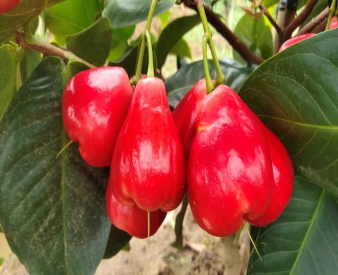 黑鸡心黄皮:红肉火龙果:珍珠番石榴:台湾桑葚:(少量供应采摘)地址