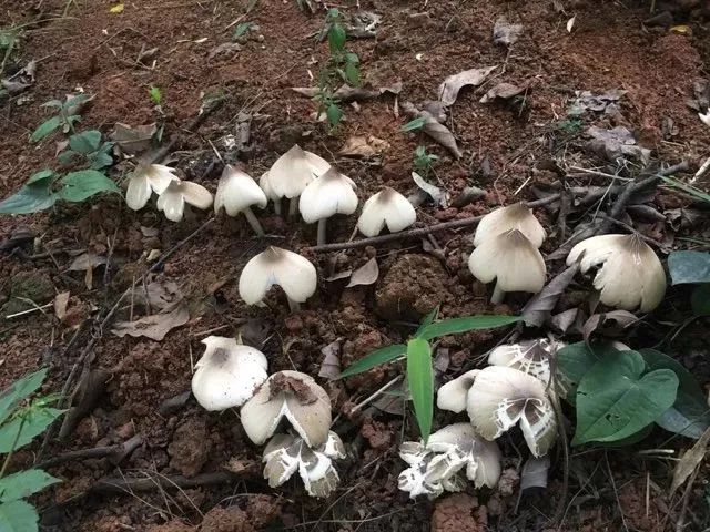 夏至菇虽美味但难辨别极易误食中毒