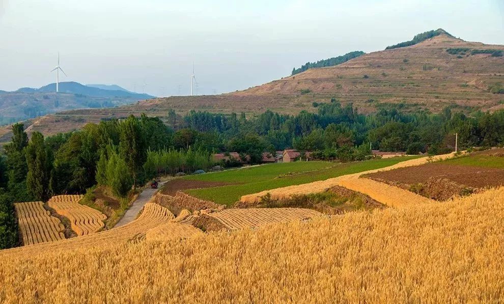 惊艳安丘西南山区的麦收景象纯手工割麦子满满的乡愁回忆