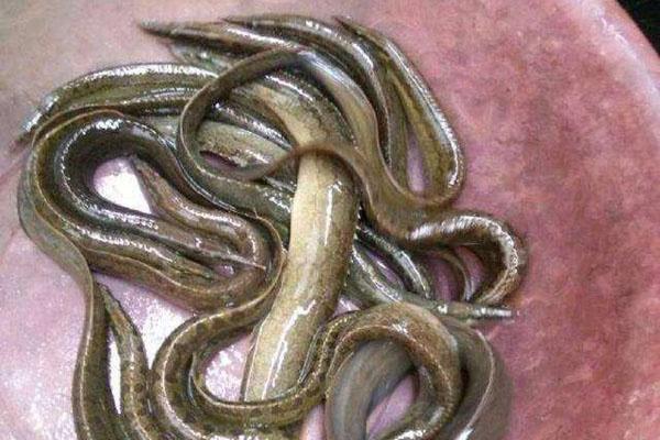 刀鳅鱼是南方罕见的一种淡水鱼,又叫钢鳅,带刀鱼