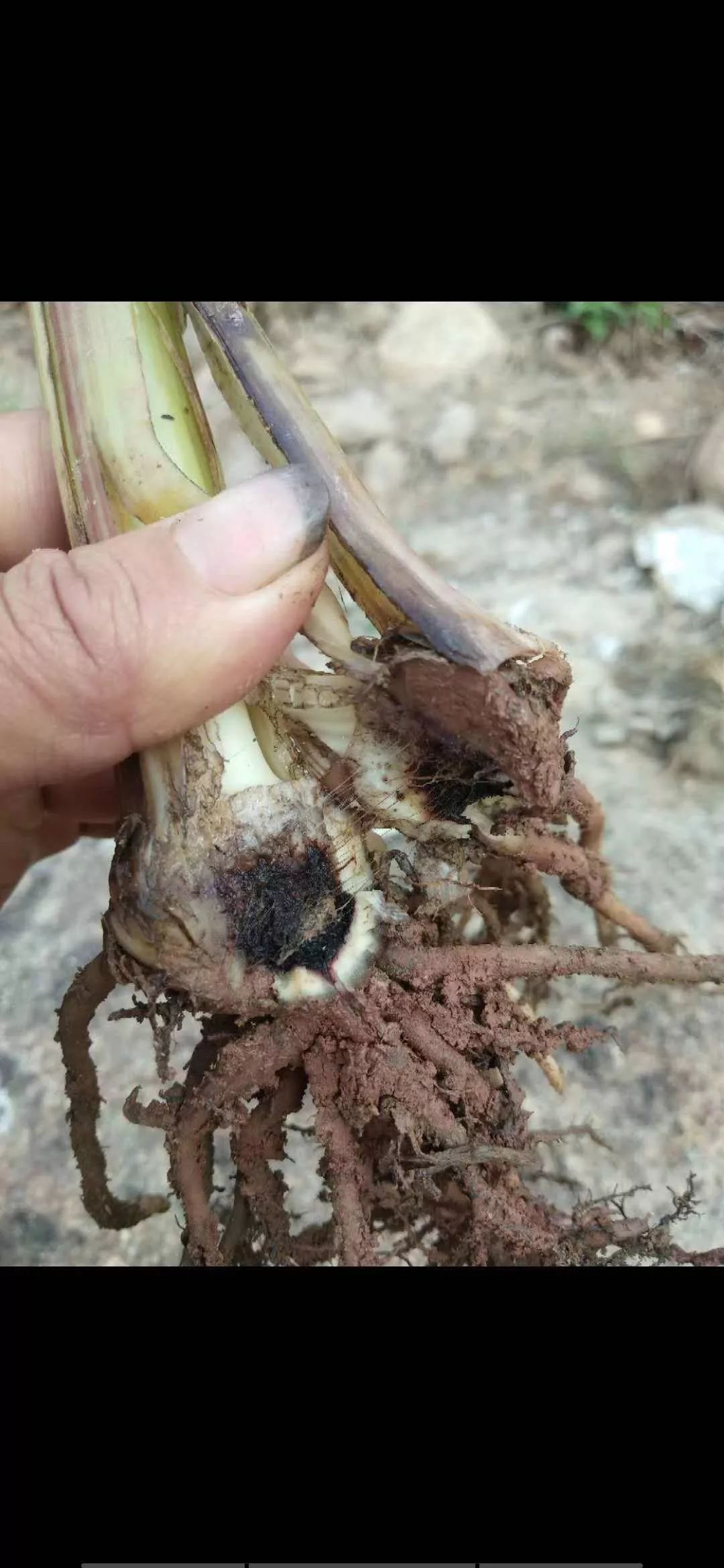 6月香蕉根腐病出没专家给你排忧解难