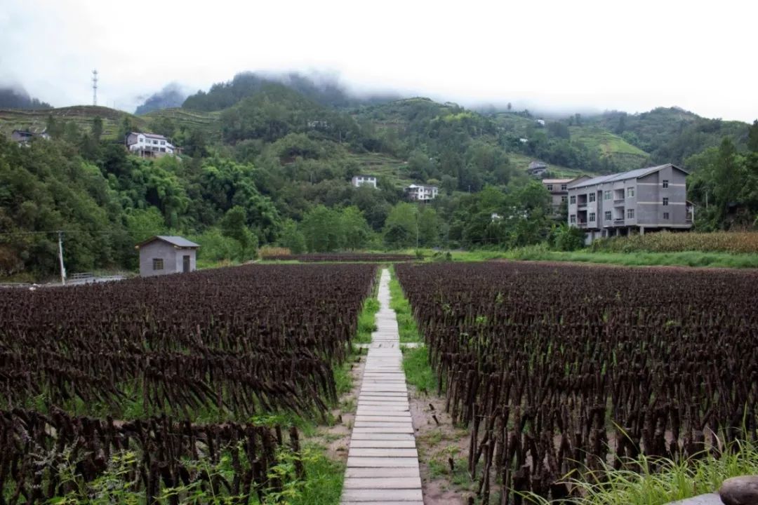 走进云阳泥溪享受优质好产品品尝乡土好味道