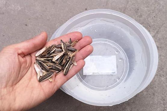 瓜子壳原来是个"宝",丢水里泡一泡,一年能省很多钱,都要学学