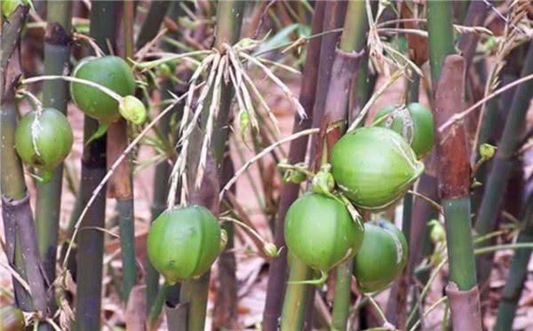 竹子开花赶紧搬家竹子结出的果实和大米很多人一辈子都没见过