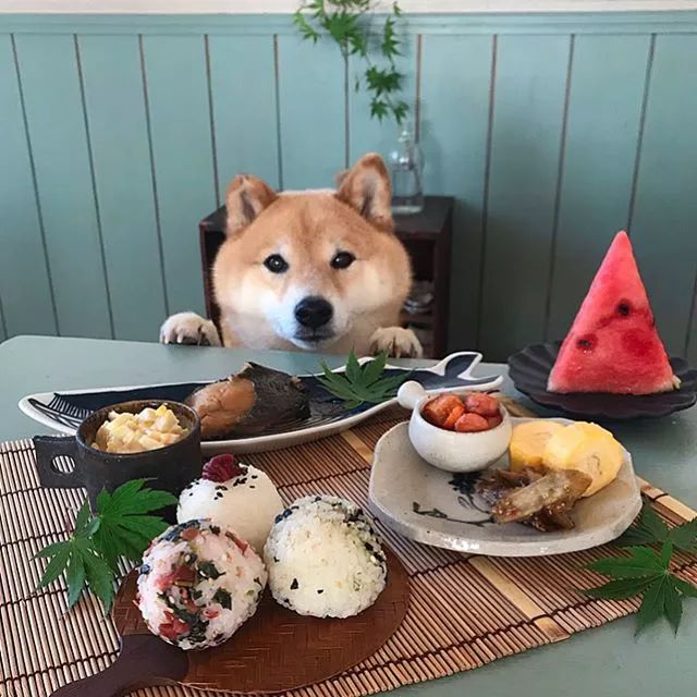 又想骗我养狗日本柴犬陪主人吃饭的照片火了把网友萌得老泪纵横
