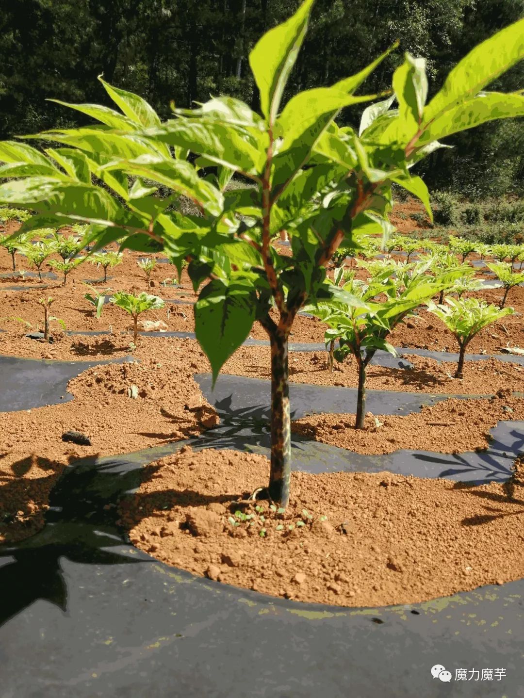新魔芋种植模式破黑膜魔芋种植技术