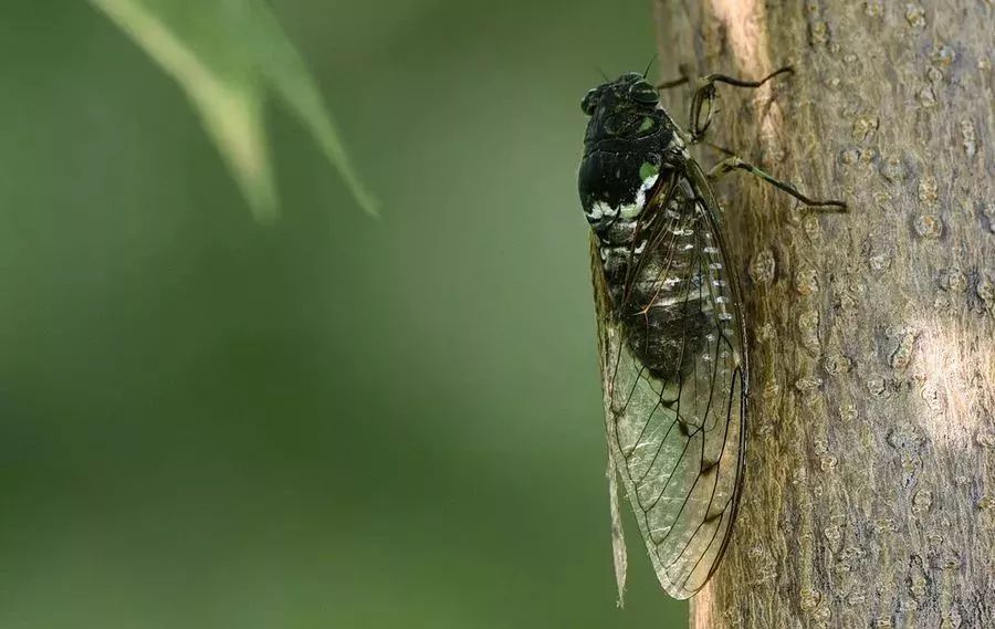 美鑑夏日蟬鳴玉雕師先動了刀