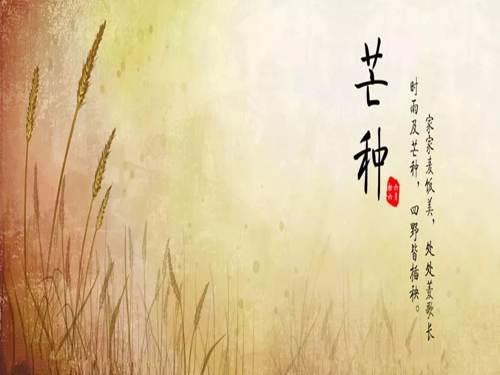 午休01众所周知,芒种:字面的意思是"有芒的麦子快收,有芒的稻子可种"