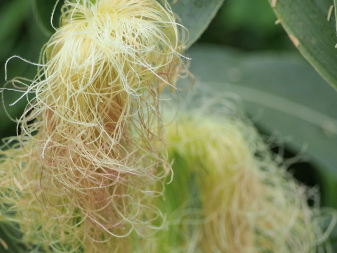 原来玉米须的好处这么多后悔以前都扔了