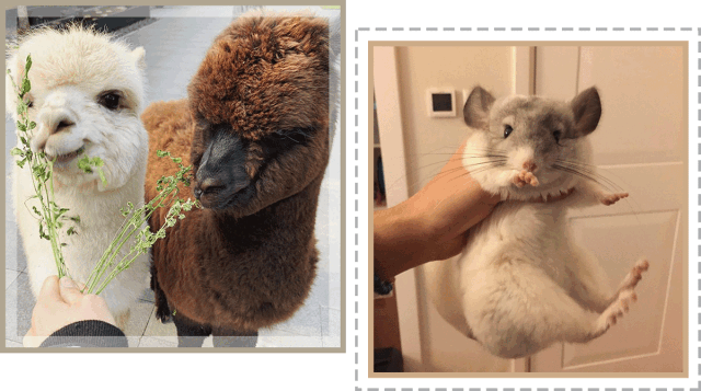 640_357gif 动态图 动图