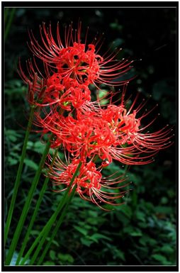 医药妙趣传说中的冥界四花