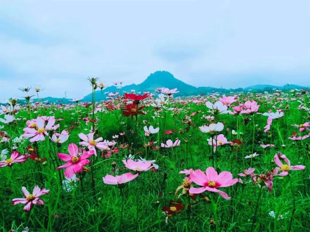 在素有"花海之乡"之称的乐昌,花季似乎没有被时节所限制,一大片格桑花