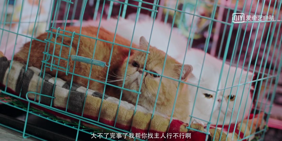 一集入坑动物管理局看动物教你如何做人丨毒药头条