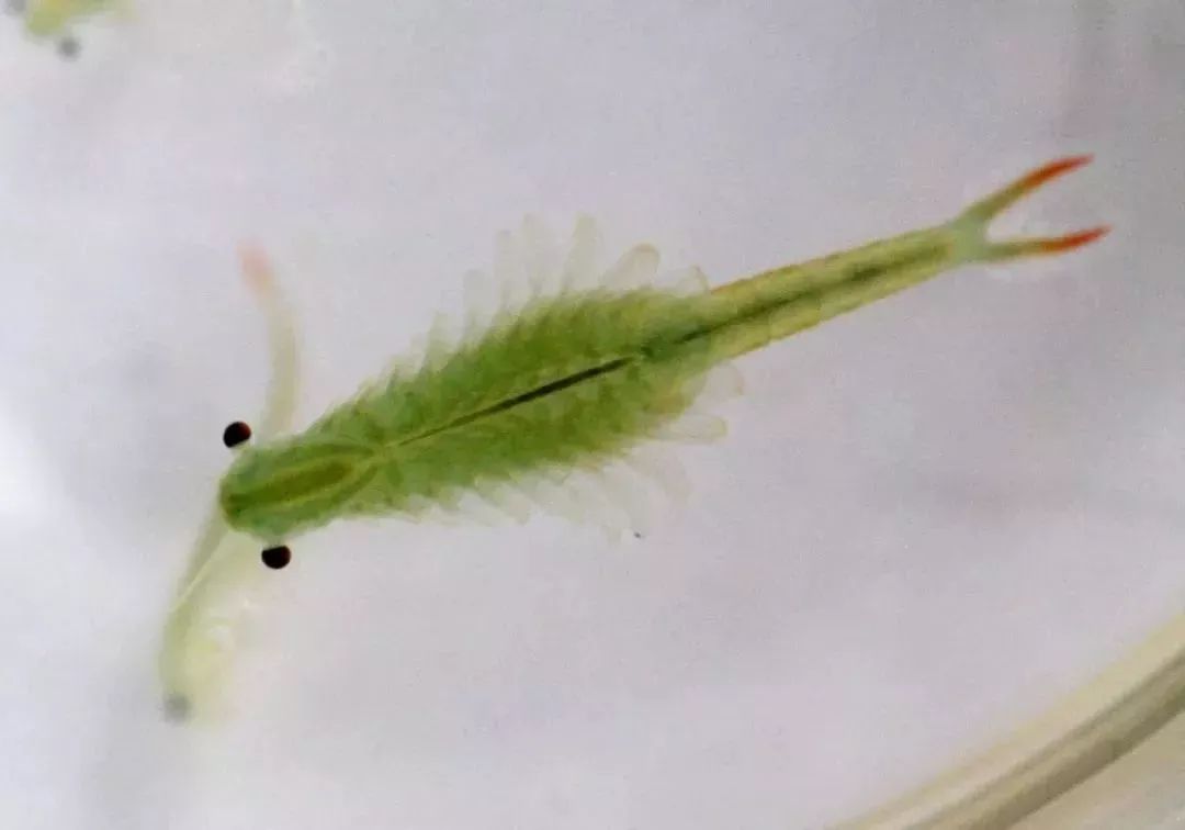 天府文化大家说从远古穿越而来的仙女仙女虾