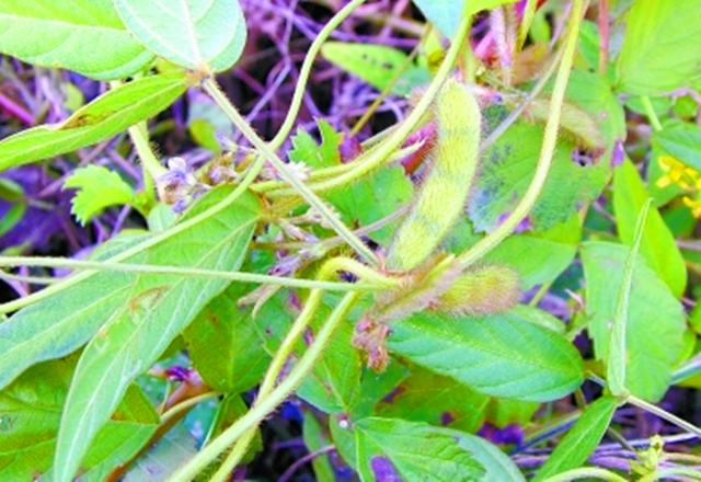 农村这野草叫野大豆是一种很好的植物遇见要珍惜
