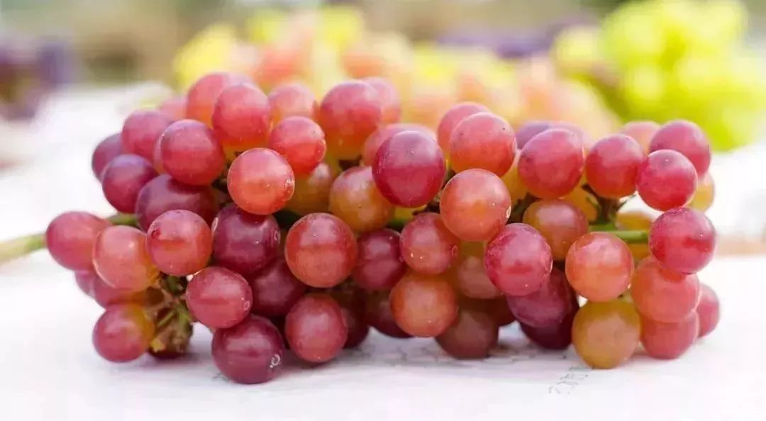 坐标:太子休闲农庄地址:顺德区均安永隆中路137号高明 · 无花果清甜