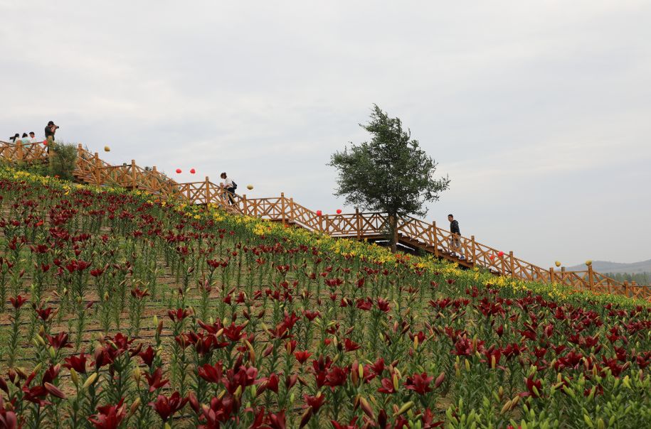怒放新泰百合节婚礼与花海的浪漫邂逅