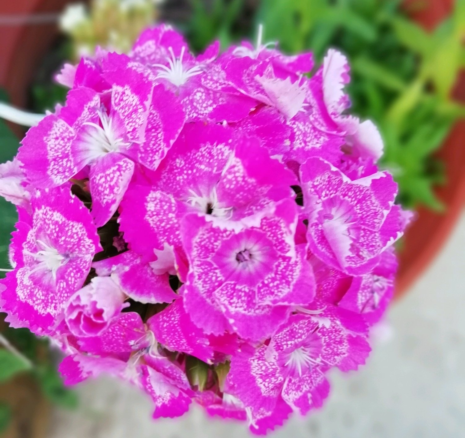 原创五彩石竹花盆栽夏季可以直接暴晒不遮阴养护吗需要怎么做