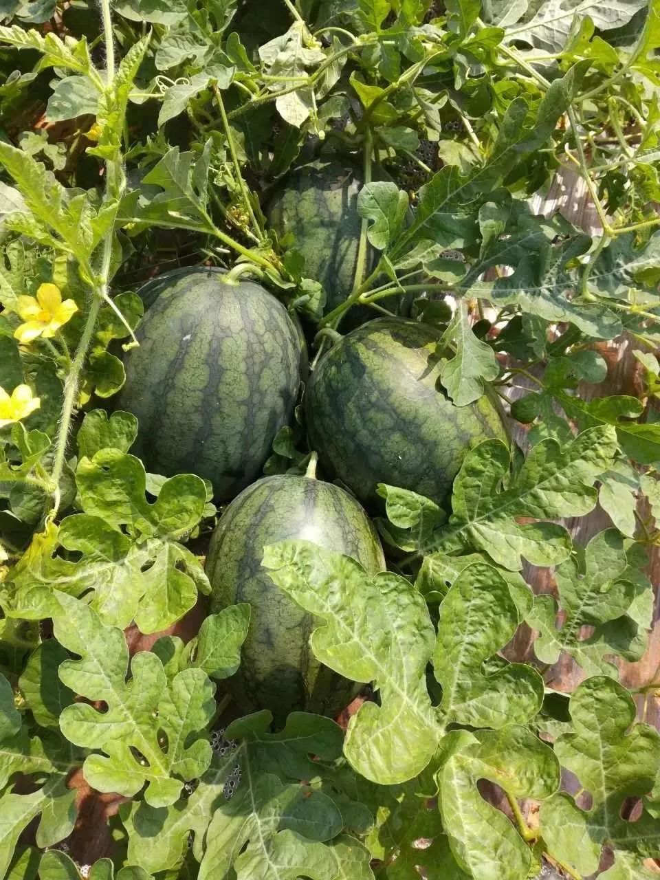 这香味和甜度,真的无法抵抗呀~还有当季正宗乐平雪梨瓜空调和小宝西瓜