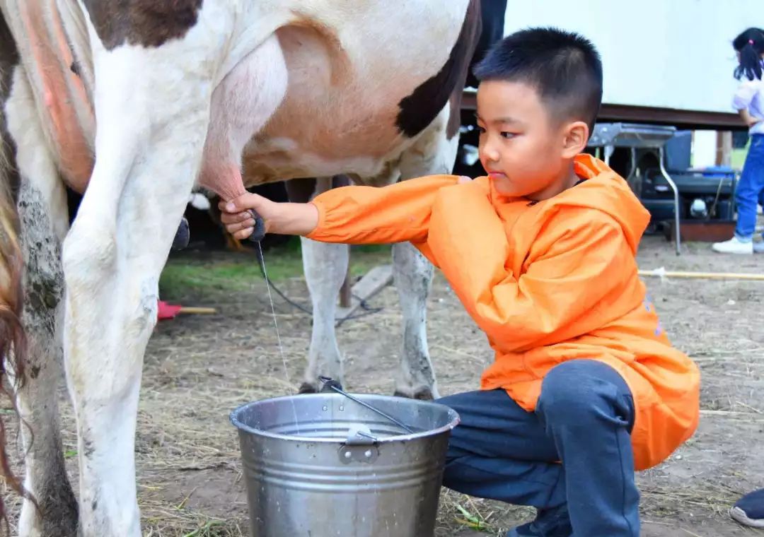 挤牛奶抱小羊穿蒙古族服饰观赏放牧汤秋千访俄户访问俄罗斯族家庭,与