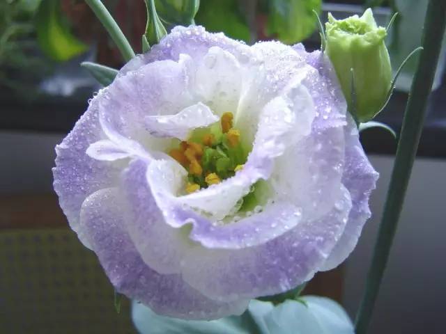 千万别送错了花史上最全花语大全赶紧收藏