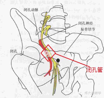 由耻骨上支下面的闭孔沟,闭孔膜上缘以及闭孔内肌和闭孔外肌所构成,管