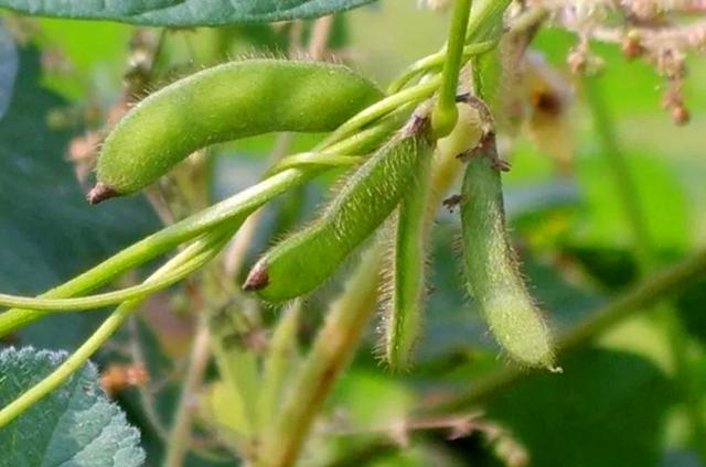 农村这野草叫野大豆是一种很好的植物遇见要珍惜