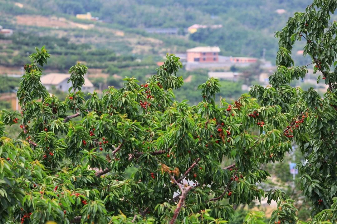 山东临沂樱桃种植基地图片