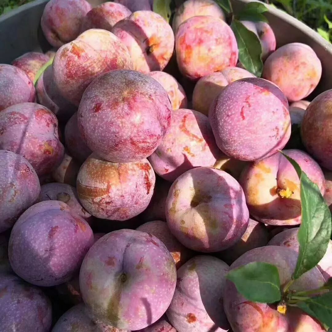 信宜钱排三华李进入倒计时啦你还在等什么