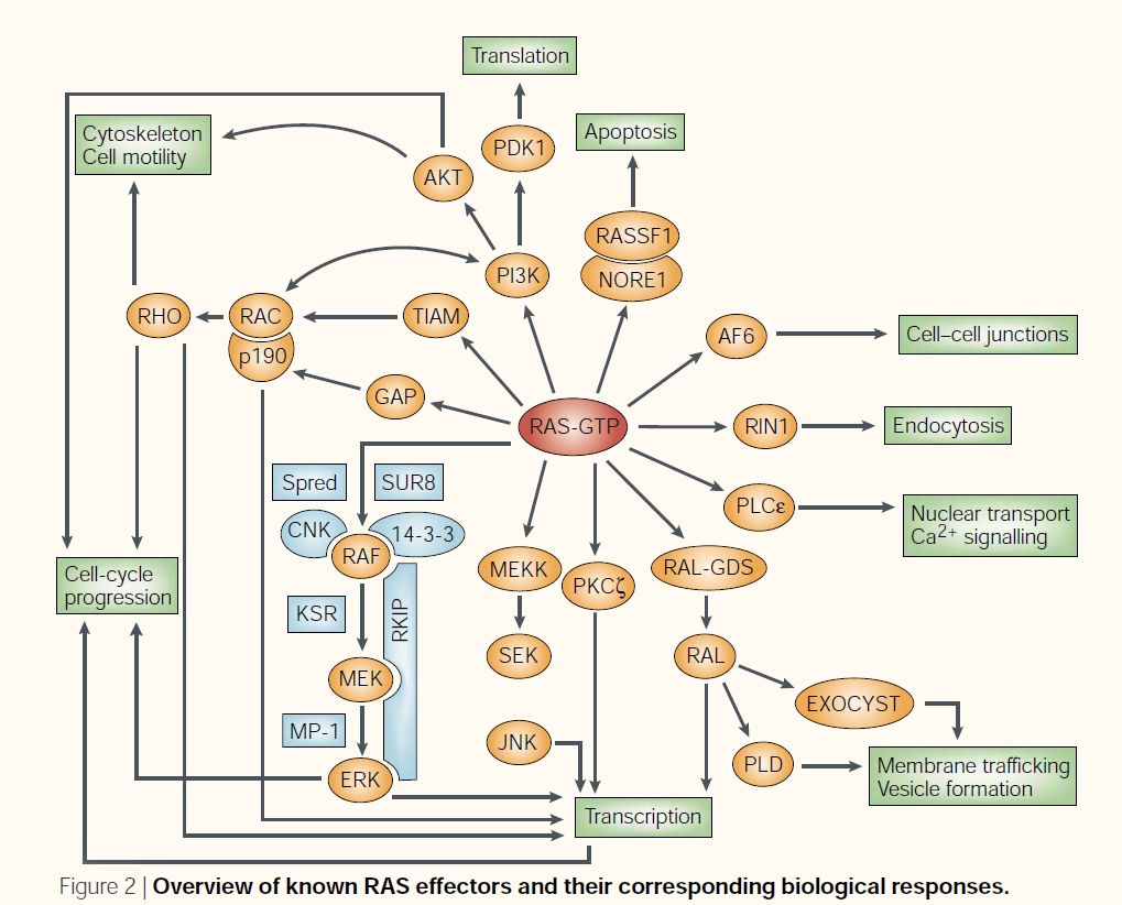 ras蛋白在至少10种不同的细胞信号传导通路中均具有重要作用,因此kras