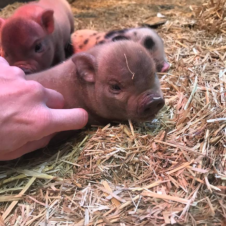 宠物猪看上去憨态可掬还爱卖萌但是饲养之前一定要做好心理准