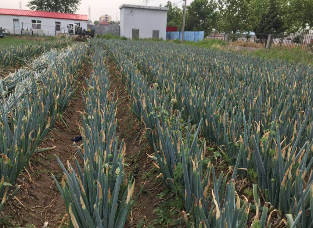 大葱遇到爱发明的"懒汉"会迸发出哪般火花呢?