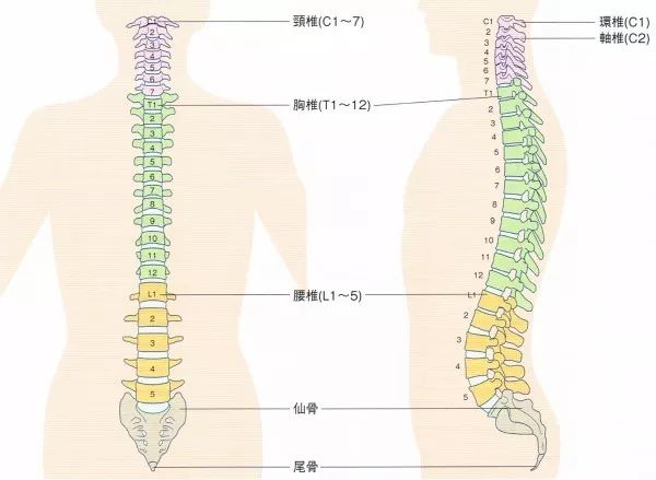 人龙骨人体脊柱全息图高清