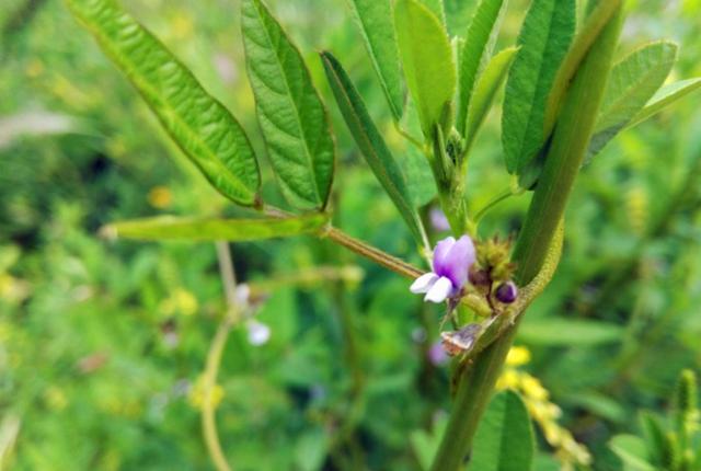 农村这野草叫野大豆是一种很好的植物遇见要珍惜