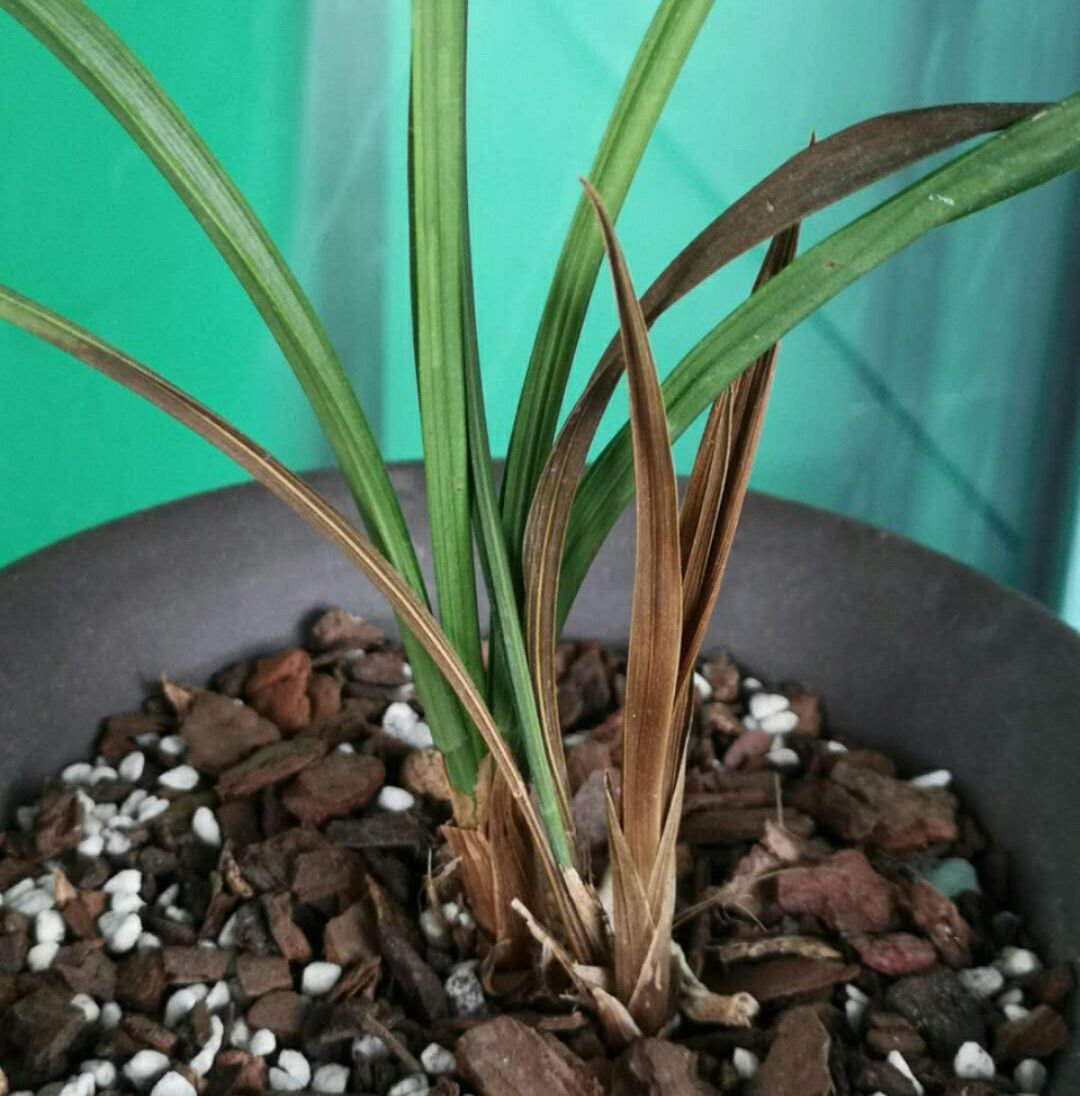 我养护的兰花盆栽在高温多湿的夏季可能烂根了能脱盆换盆吗?