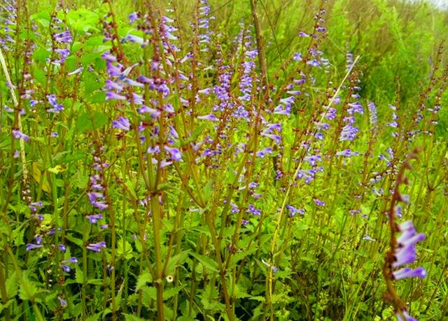 农村这植物叫半枝莲对于腰痛有帮助还有观赏价值