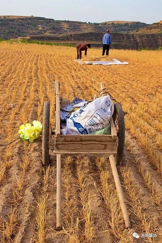 【乡土】洪洞西山开始挥镰割麦…_麦子