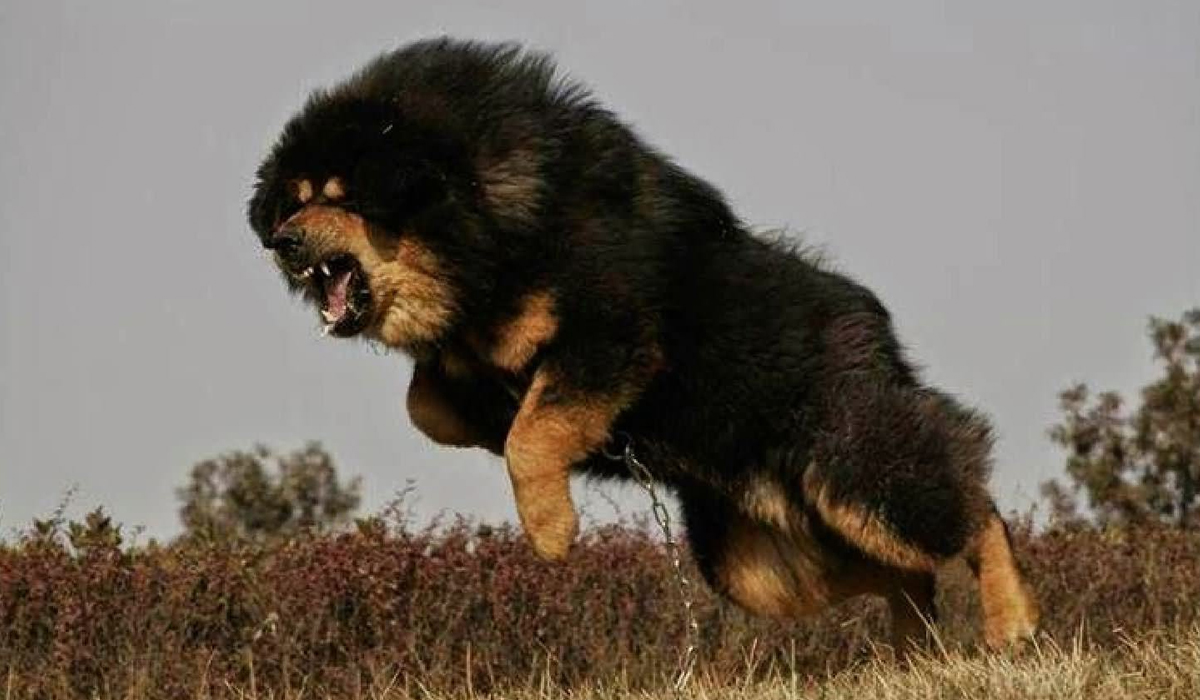 藏獒由于是犬科动物,爪子不太灵活,所以在战斗中的时候,它几乎全部