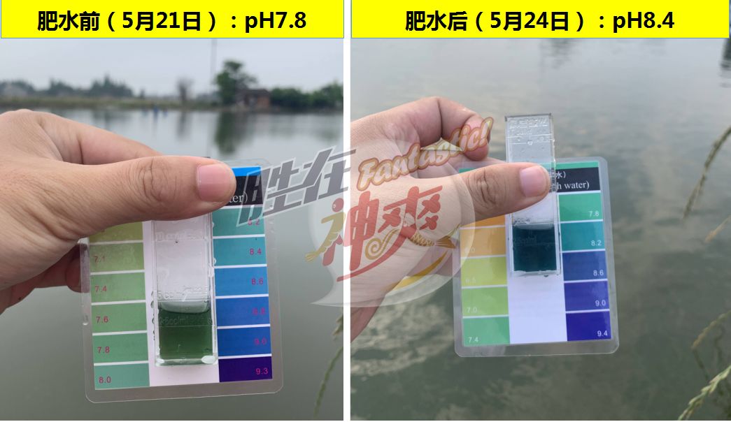 技术人员走访服务时候,发现湖南常德蒿子港幸福渔场养殖户邬连初池塘