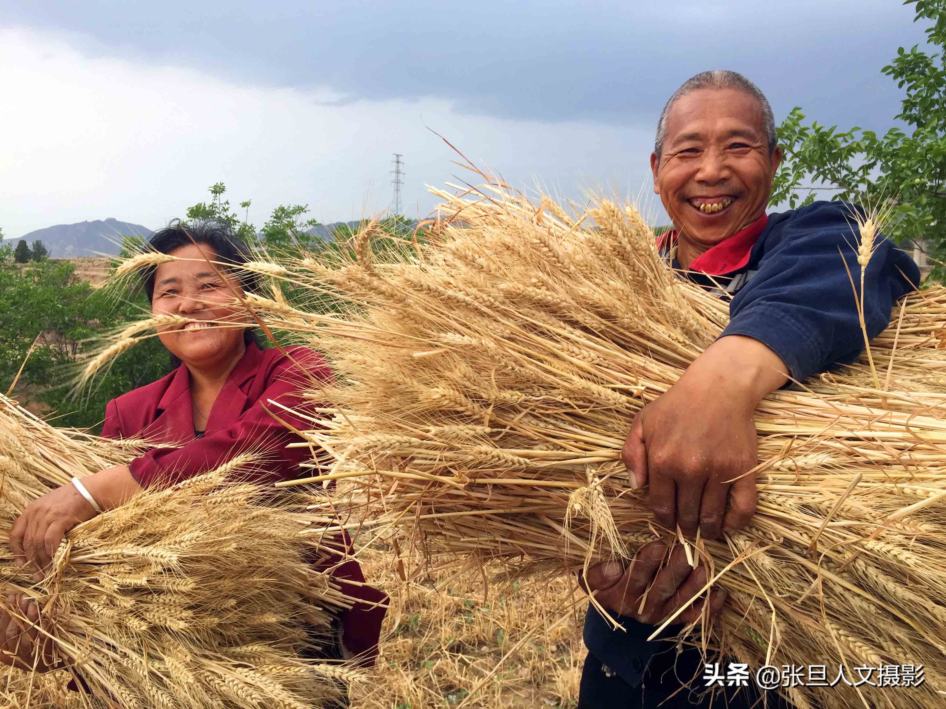 巴厘岛一块绿色的稻田里工作的农民农民辛苦劳作图片下载 - 觅知网