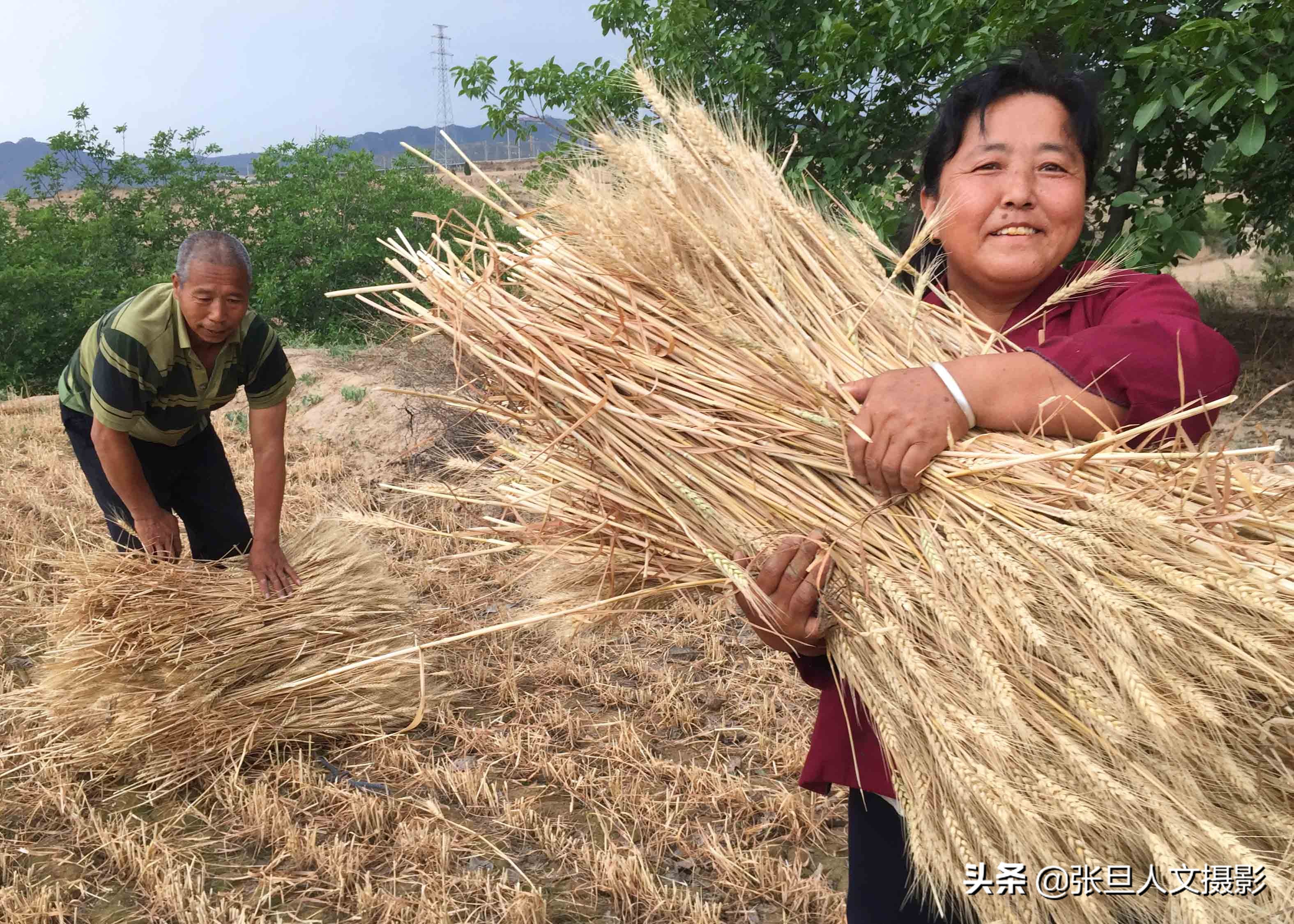 山西农民人工割小麦1人1天1亩地，看他们忙成啥样