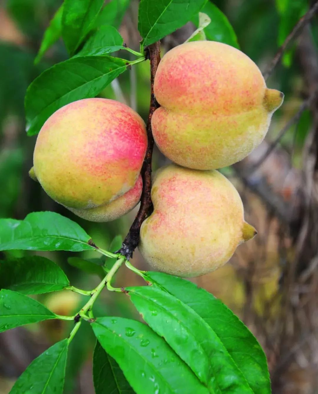 独家国内几乎绝种超好吃的南山甜桃6月8日开园端午约起