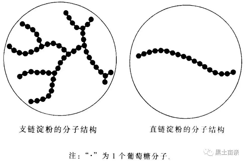 紫菜细胞结构图图片