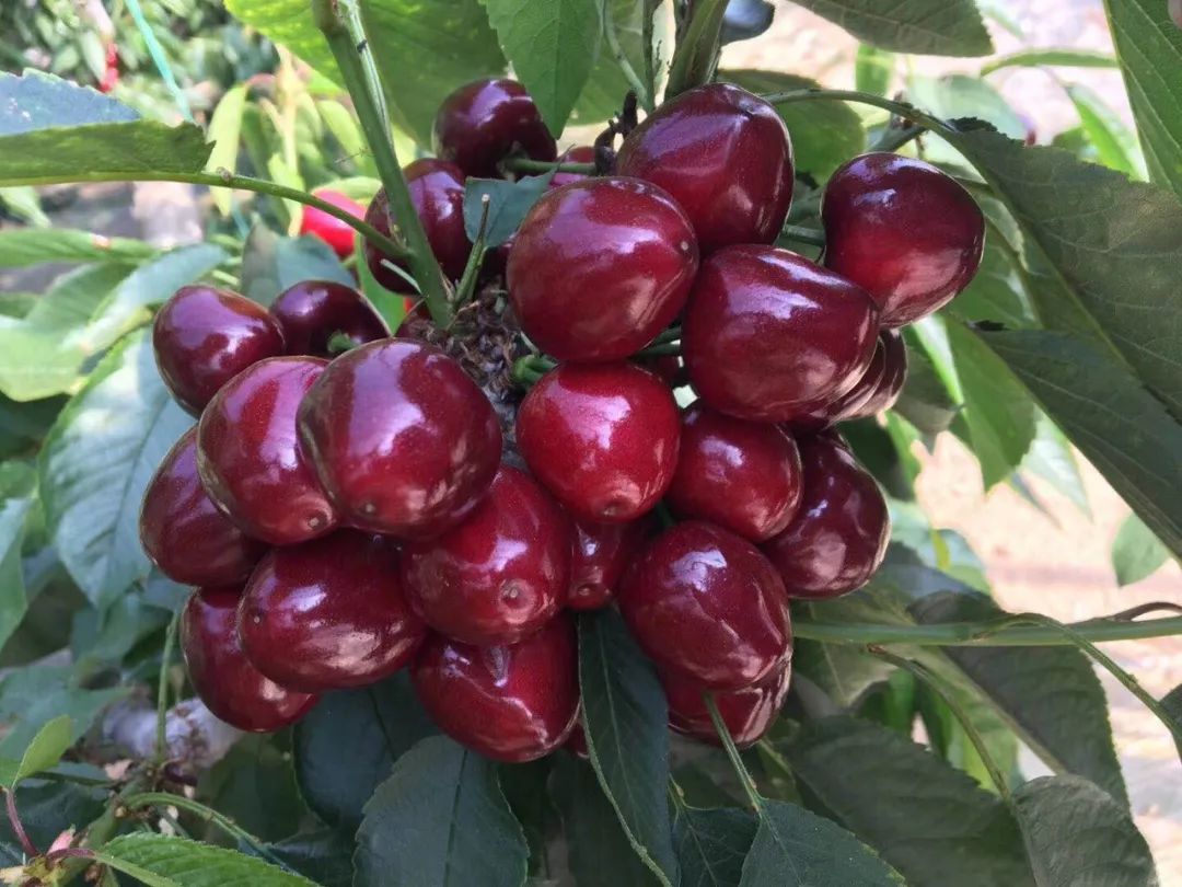 江阴人可以这么玩!_樱桃