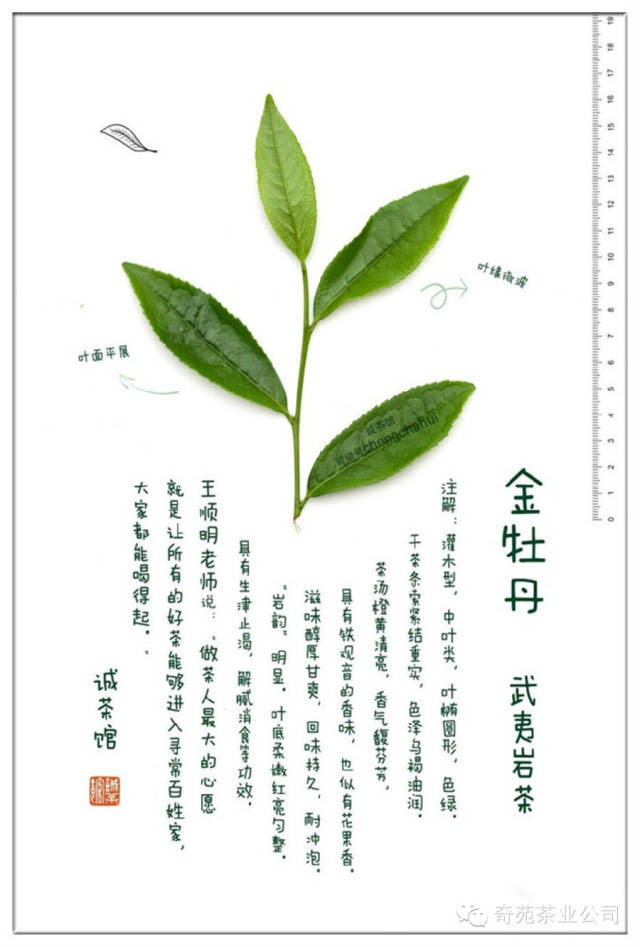 北斗(培育于现当代,以茶树品种命名)武夷岩茶 · 百瑞香(始于近现代