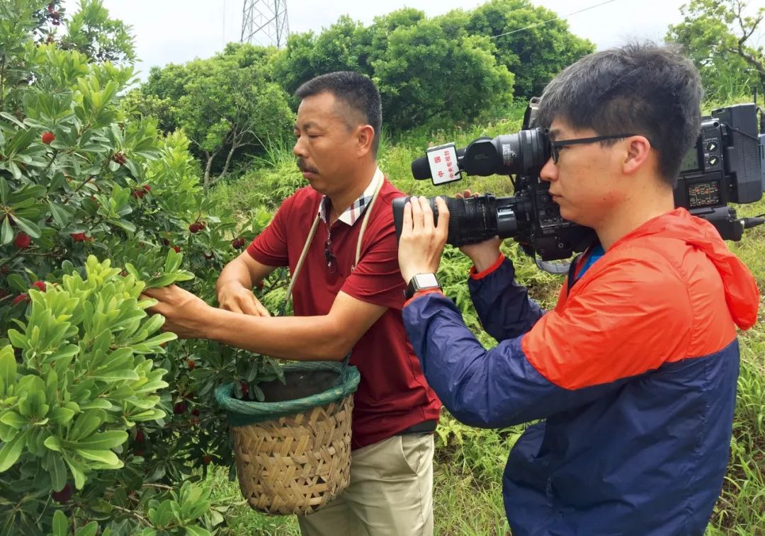 没吃过漳州港东魁杨梅,就别说你懂杨梅!