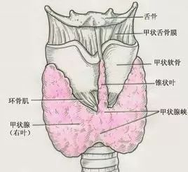 甲状腺组胚结构图片