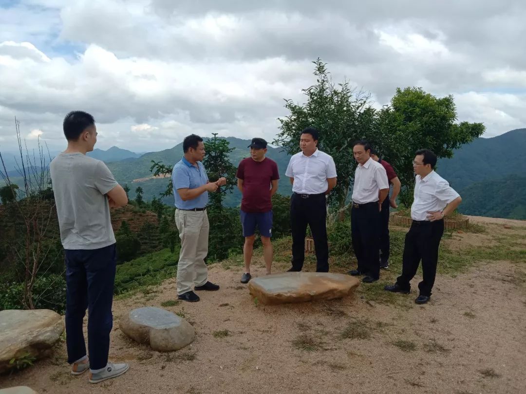 最后马坚导演表示将全力宣传丰顺高山茶区域公用品牌,在9月23日的第二